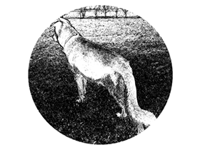 Wolf For Mac v1.35.3 优秀的网页设计工具
